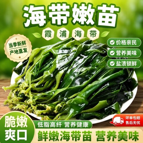 霞浦精选优质海带嫩苗独立包装