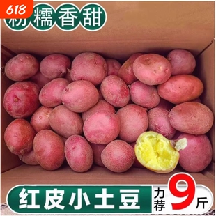 云南红皮黄心土豆新鲜小土豆农家蔬菜洋芋自种马铃薯