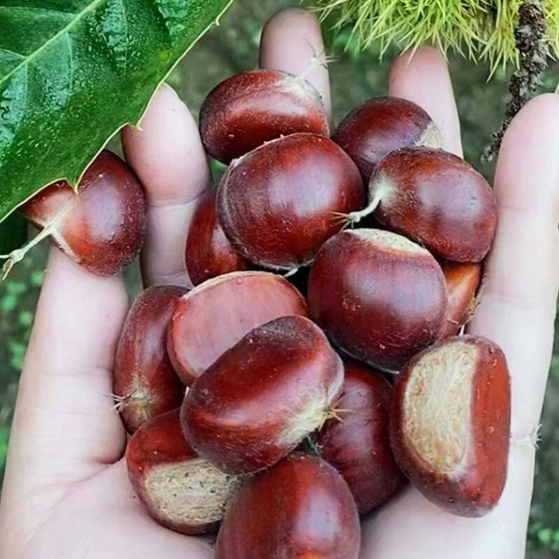 板栗生新鲜3113生栗子5斤甜糯油栗旗舰店毛栗子迁西鲜板栗源头