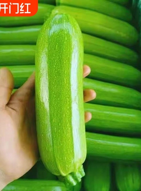 【放心菜】新鲜西葫芦小瓜角瓜三月瓜小南瓜茭瓜绿皮现摘当季蔬菜