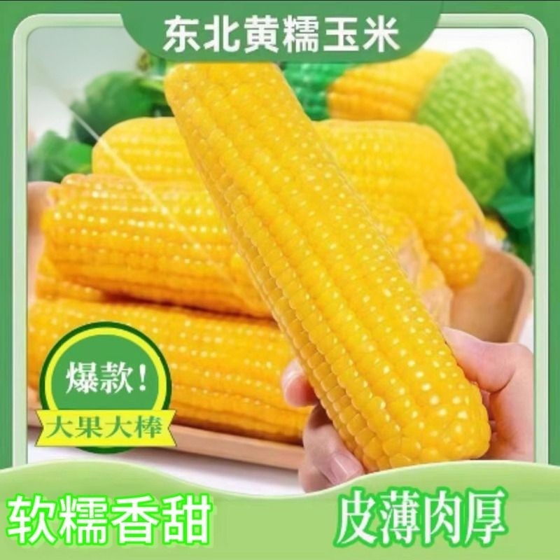 东北新鲜黄糯玉米香甜拉丝独立包装代餐早餐糯玉米真空装微波炉