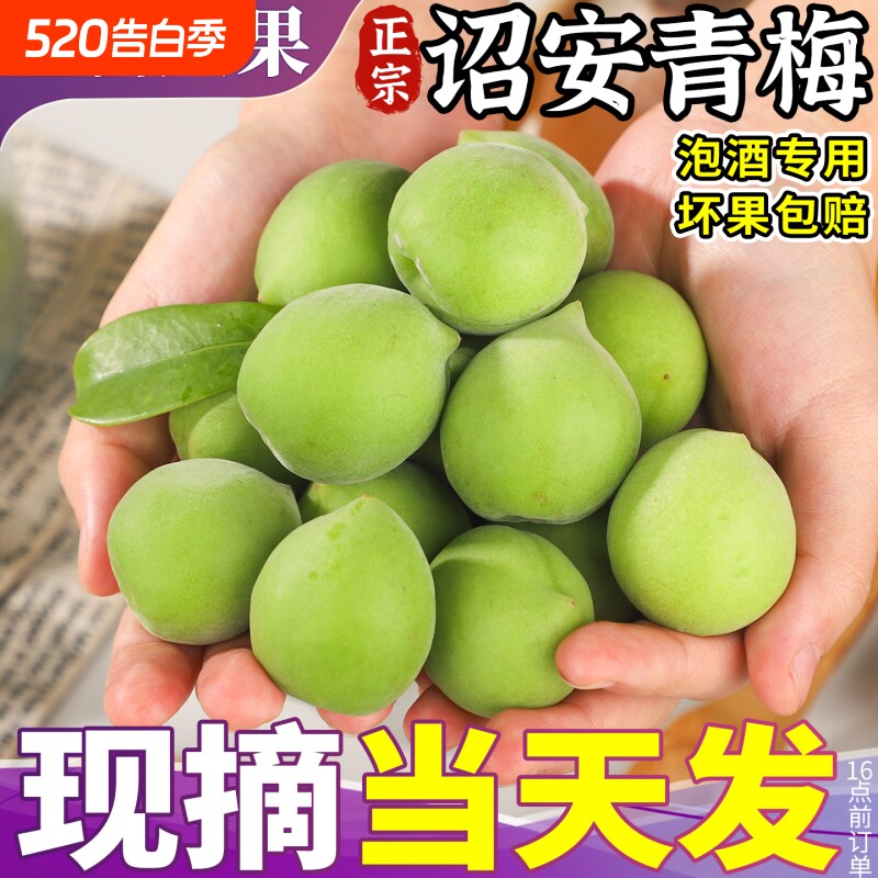 5斤大果 诏安青梅鲜果现摘新鲜泡酒专用酵素酸脆高山野生梅子孕妇