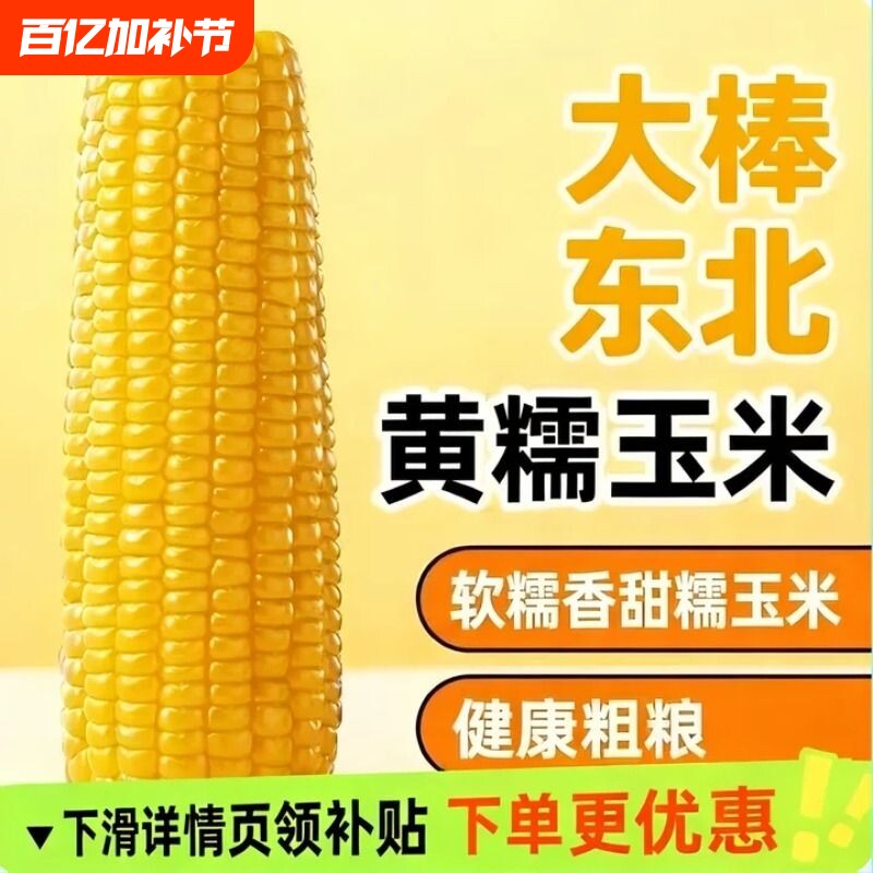 2025年东北黄甜糯玉米棒10支真空包装黄糯大棒玉米甜东北黏苞米