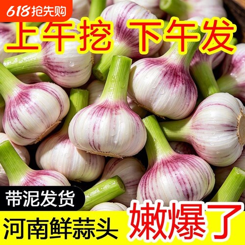 2026新紫皮大蒜新鲜大蒜头现挖湿蒜泡蒜腌蒜糖醋蒜腊八蒜红皮鲜蒜