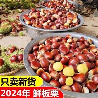 2022正宗丹东板栗生新鲜粟子油栗