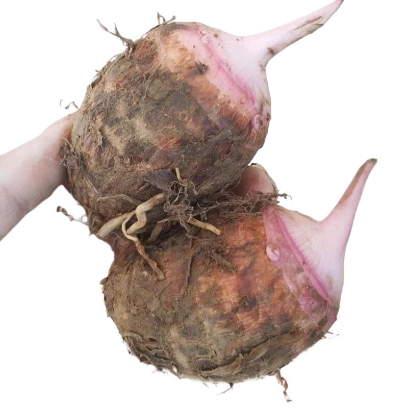 广西芋头荔浦红芽芋头小芋头现挖现发粉香糯甜巴马凤山特产包邮