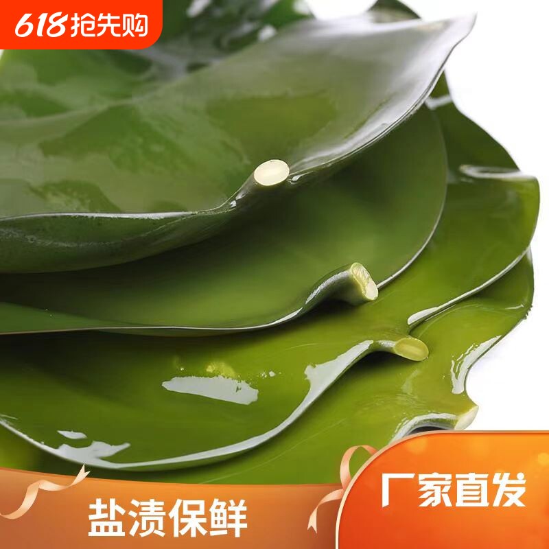 盐渍海带头海带丝整颗海带新鲜大昆布火锅食材凉拌菜包饭非干货
