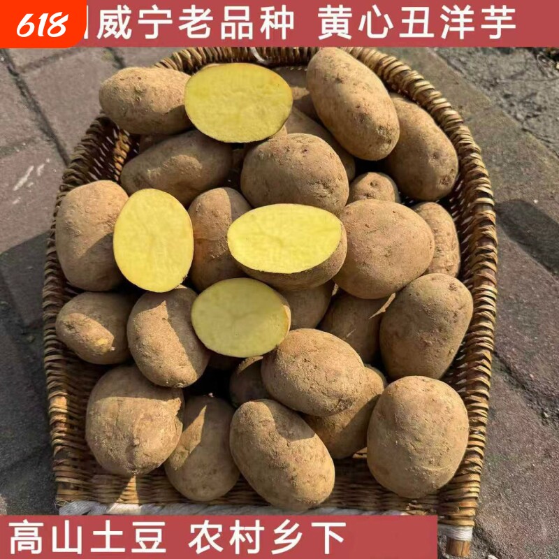 贵州大洋芋 威宁高山黄心米拉土豆 农家肥马铃薯生果