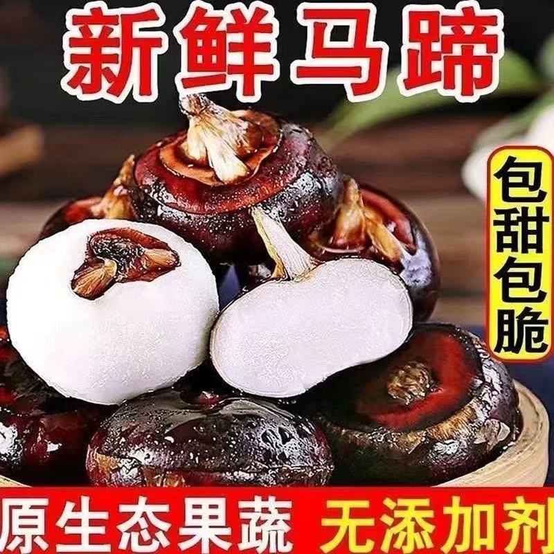 新鲜马蹄荸荠特大马蹄当季时令水果现挖现发农家土水果多汁蔬菜