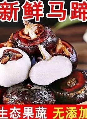 马蹄荸荠新鲜特大马蹄当季时令水果现挖现发农家土水果多汁蔬菜