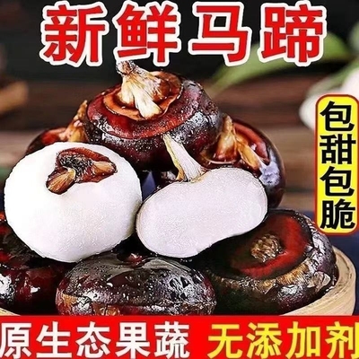 荸荠新鲜马蹄特大马蹄当季时令水果现挖现发农家土水果多汁蔬菜