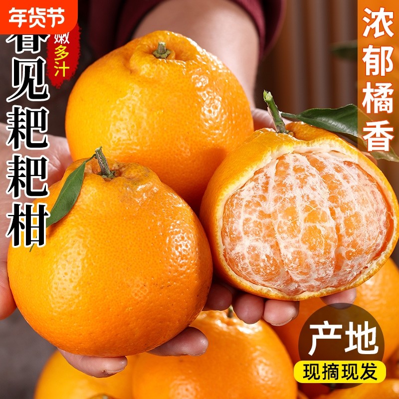 正宗四川春见耙耙柑新鲜水果整箱当季丑桔子橘粑粑柑杷杷柑现摘,水产肉类/新鲜蔬果/熟食,桔子,淘宝优惠券,粉丝福利购,淘宝优惠卷