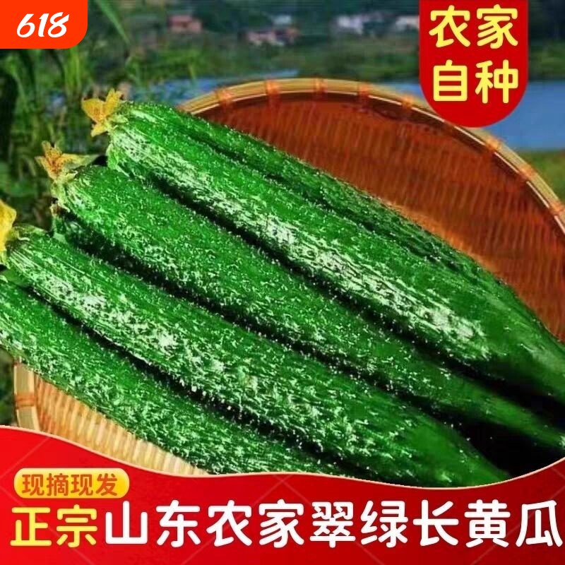 山东当季现摘新鲜黄瓜农家自种蔬菜小青瓜带刺长整箱包邮凉拌直供