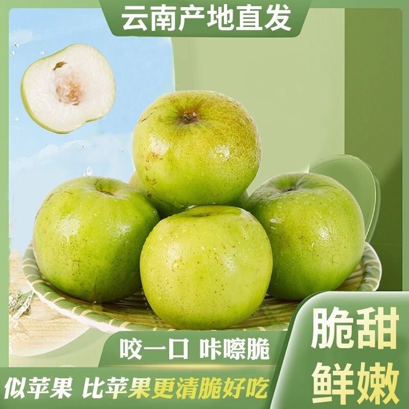 现货云南牛奶枣大青枣苹果枣牛奶蜜枣新鲜脆甜冬枣子包邮现摘水果