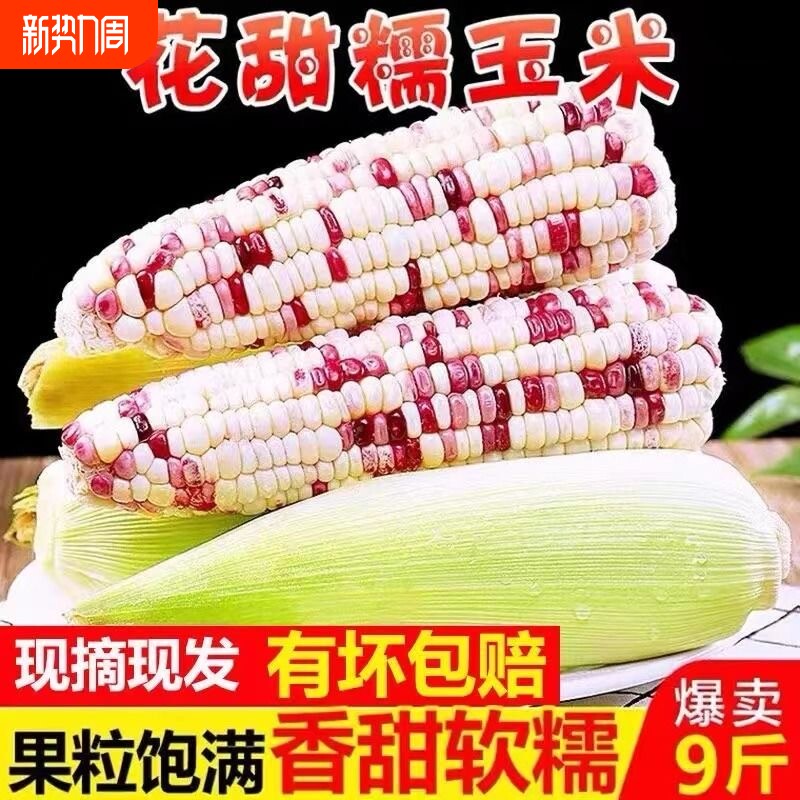 广西农家花糯玉米5斤新鲜生吃牛奶甜糯玉米棒现摘粘玉米整箱5包邮