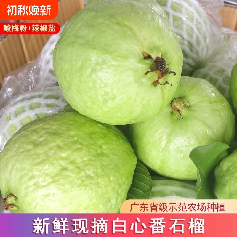 广东白心番石榴芭乐脆甜低糖当季水果鲜果新鲜采摘批发包邮孕妇分