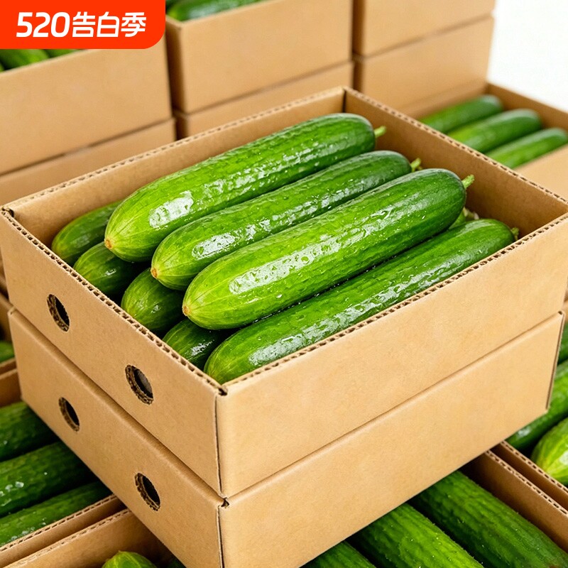 现摘水果小黄瓜新鲜黄瓜甜脆小青瓜荷兰蔬菜农家生吃包邮批发时令