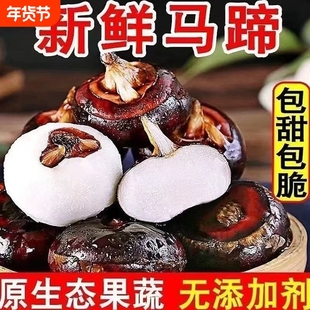 马蹄荸荠新鲜特大马蹄当季时令水果现挖现发农家土水果多汁蔬菜