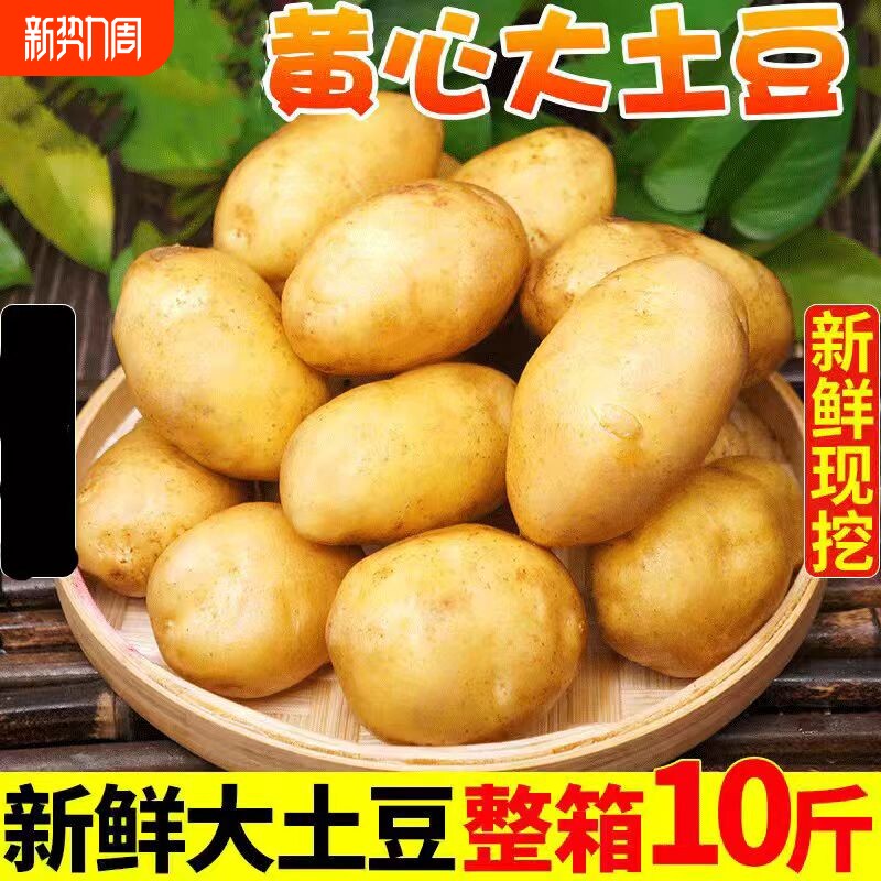 2026年新土豆新鲜黄心10斤包邮当季蔬菜正宗土家特产洋芋马铃薯