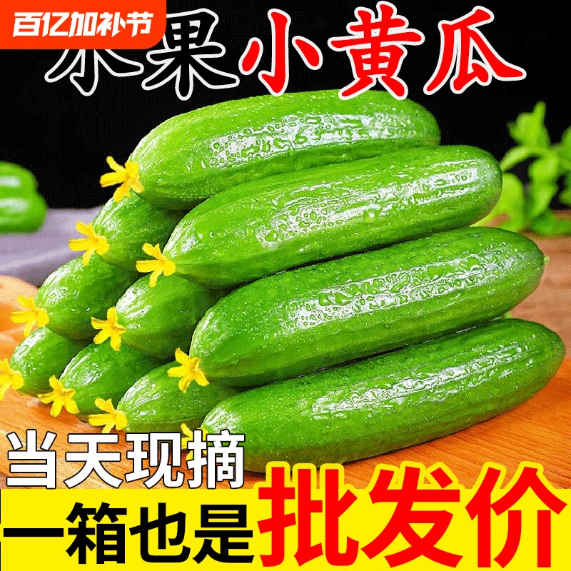 山东现摘水果小黄瓜新鲜青瓜山东蔬菜生吃5斤东北当季非海阳白玉