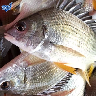 探味岛【顺丰包邮】福建新鲜黄翅鱼海捕黄鲷鱼鲜活速冻黄赤黄鳍鲷