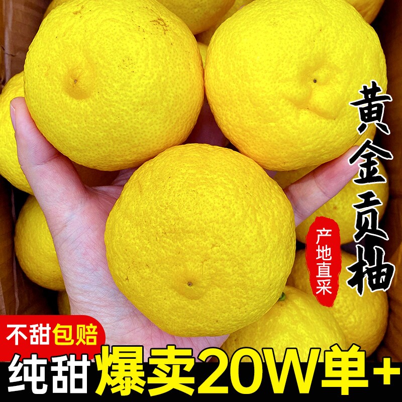 一级正宗大果怀化黄金贡柚10斤包邮湖南新鲜春香柚水果纯甜小柚子