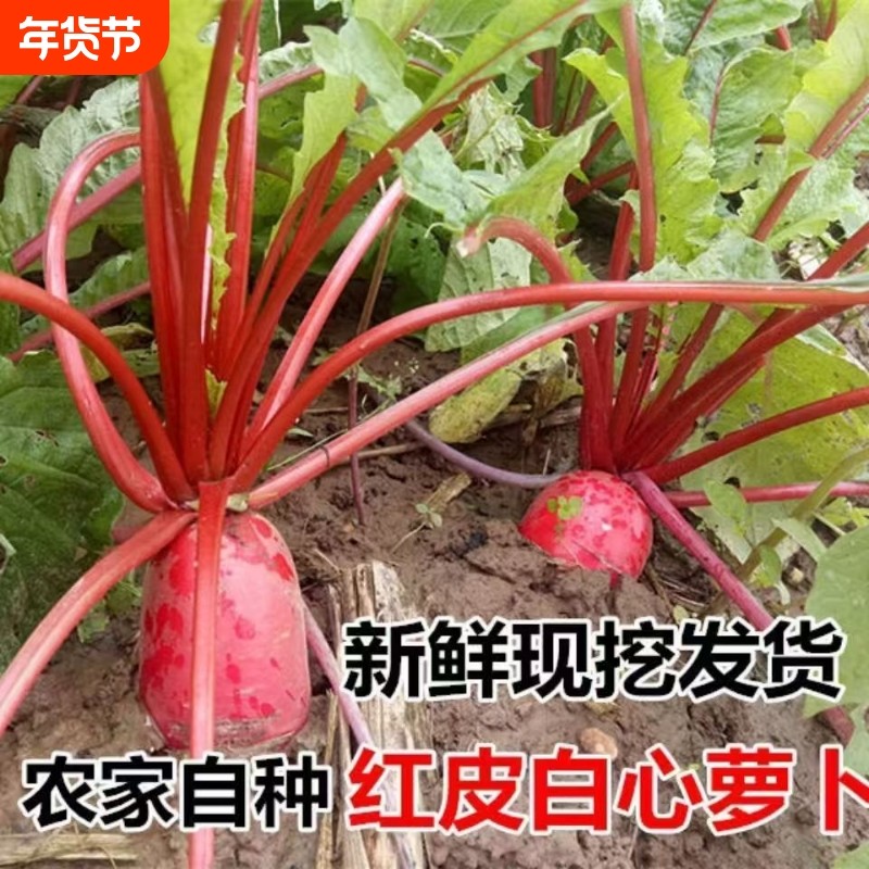 山东特产红皮白心萝卜泡菜专用现挖现发红皮白肉萝卜新鲜蔬菜,水产肉类/新鲜蔬果/熟食,萝卜/胡萝卜,淘宝优惠券,粉丝福利购,淘宝优惠卷