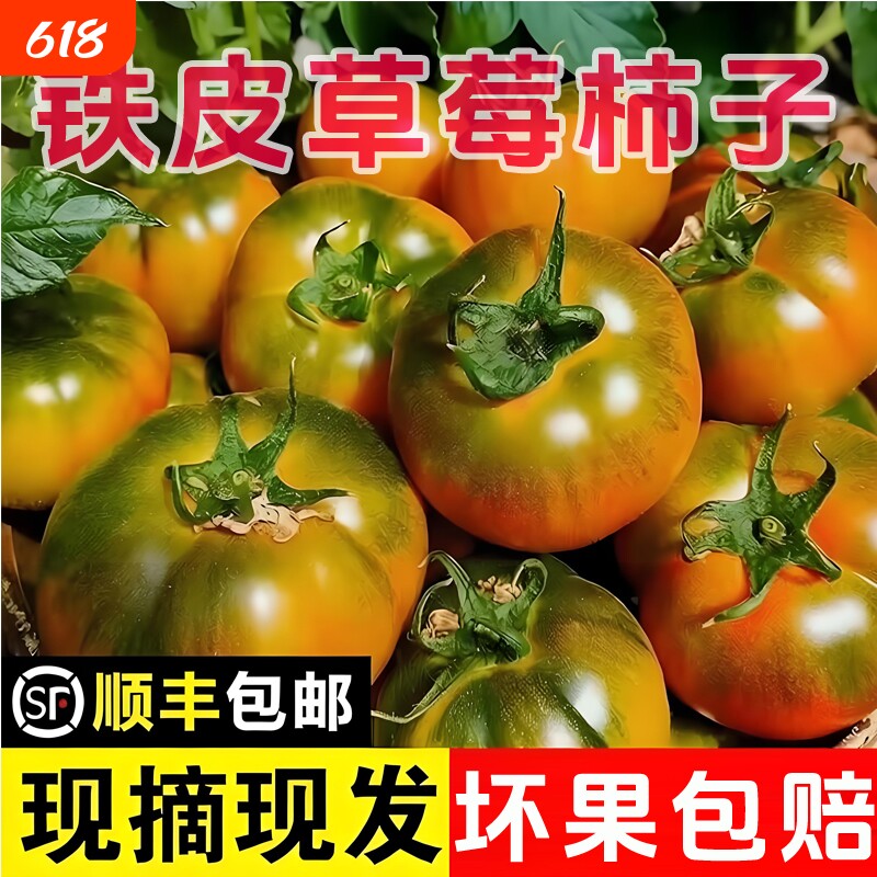 正宗铁皮草莓柿子碱地绿腚自然成熟生吃西红柿新鲜现采现摘番茄