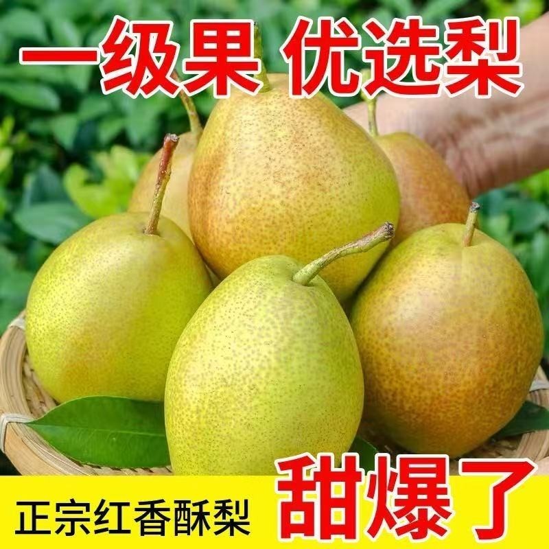 爆甜正宗香梨红香酥梨新鲜水果当季青薄皮脆甜酥梨一整箱批发精选,水产肉类/新鲜蔬果/熟食,梨,淘宝优惠券,粉丝福利购,淘宝优惠卷