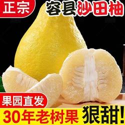 现摘现发正宗广西容县沙田柚白心纯厚当季新鲜孕妇水果果园香甜