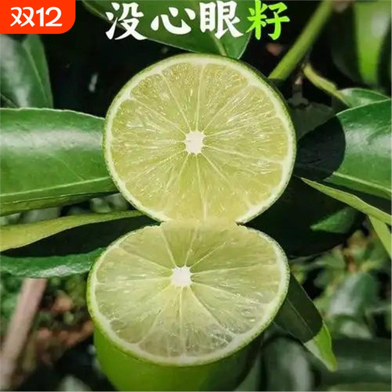 小糖家无籽塔希提柠檬新鲜青柠檬商用二级果应当季水果奶茶店专用