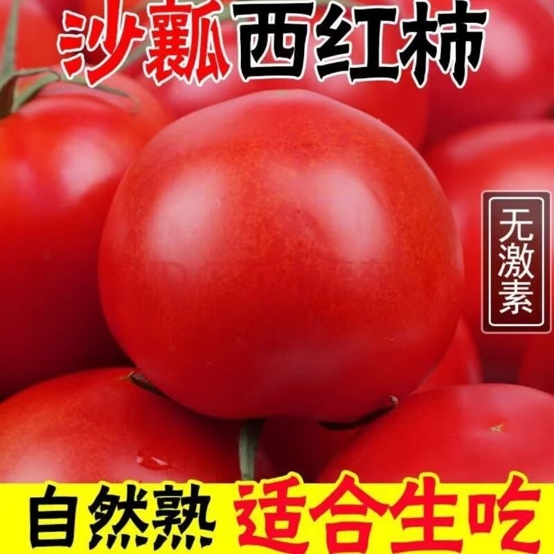 番茄新鲜自然熟沙瓤西红柿生吃当季整箱非普罗旺斯农家自种现摘现