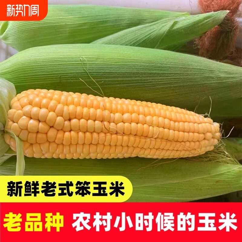 新鲜老式笨玉米老玉米苞米棒子非甜非糯现摘带皮生农家自种3斤5斤