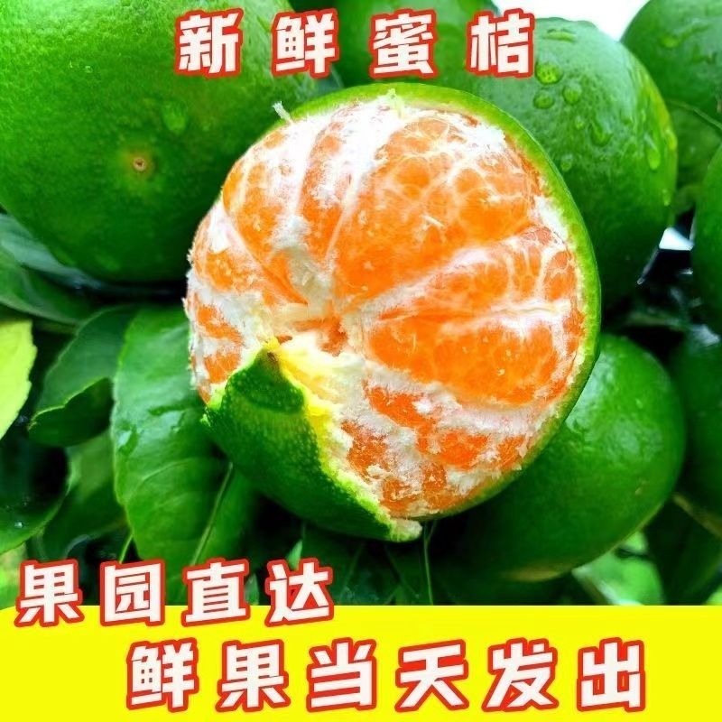 果园现摘湖北蜜桔新鲜橘子薄皮维生素c水果柑橘早熟桔子酸甜口感