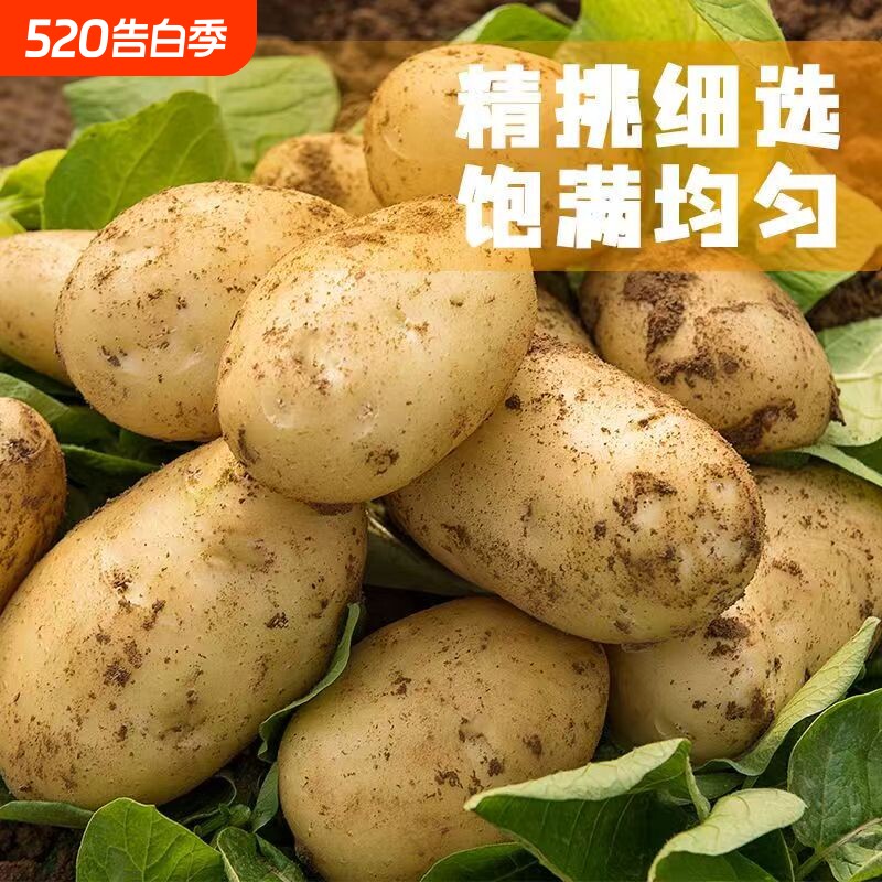 当季新土豆现挖贵州新鲜黄心土豆5斤当季蔬菜马铃薯洋芋