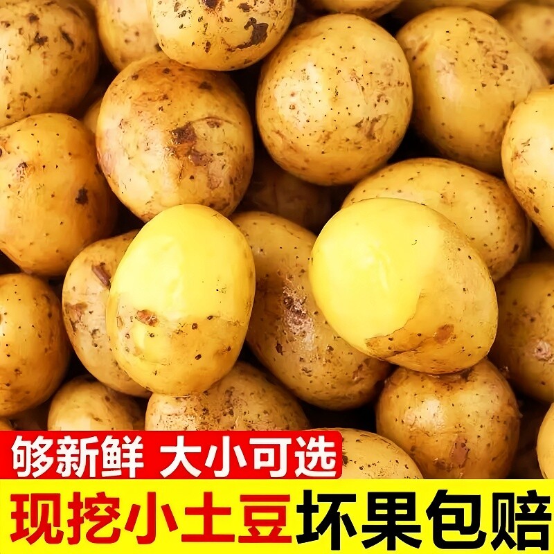 土豆新鲜2026年农家种植黄皮马铃薯新洋芋黄心粉糯