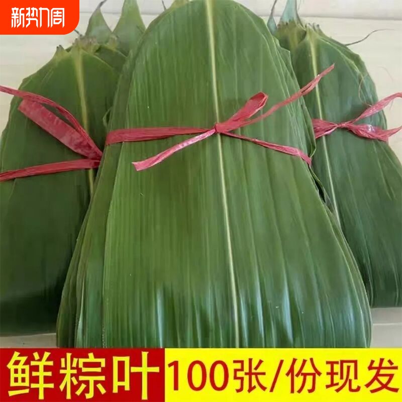 粽子叶新鲜大号粽叶包粽子专用特大号棕叶子批发商用精选现摘大片