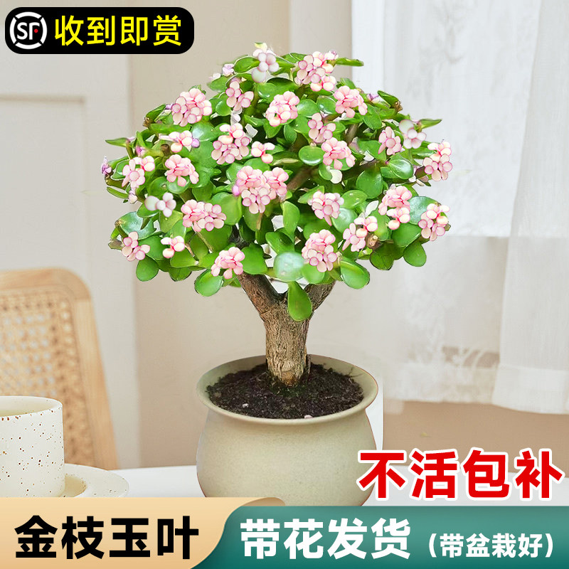 速发金盆玉叶盆栽水金多肉植物花卉室内好养老桩肉肉高端枝景培钱