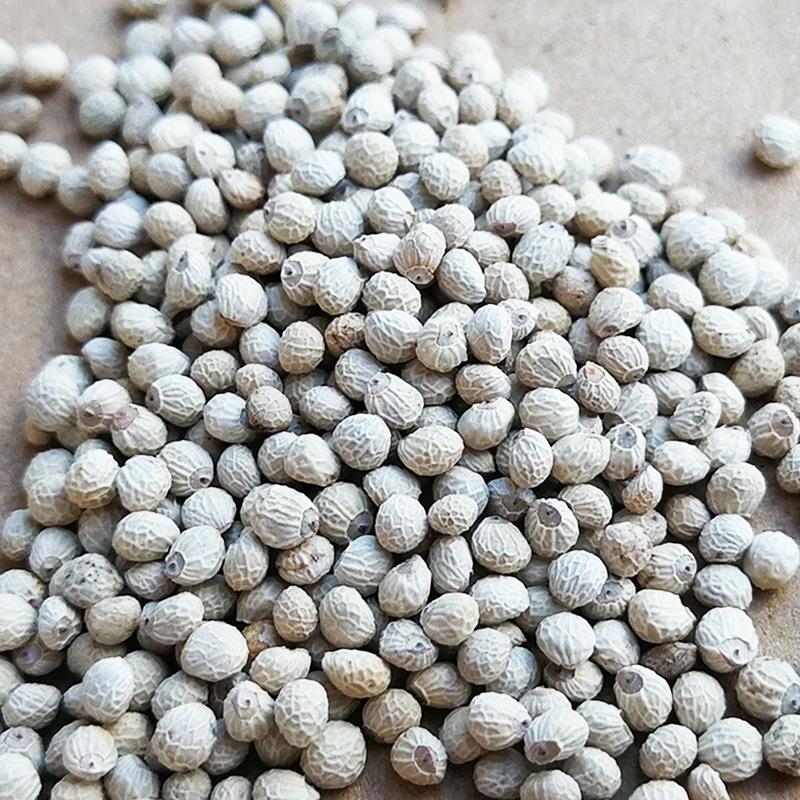 速发202年新白苏子丝食鸟软大颗粒粮壳苏籽虎皮鹦鹉玉鸟芙蓉鸟金