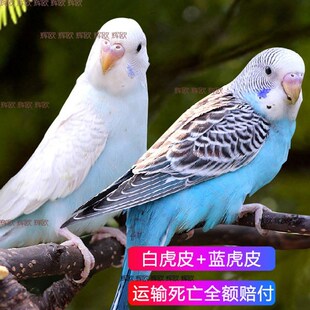 速发虎皮鹦鹉活鸟中小型学说话的鸟活物手养玄凤幼鸟小鸟活木质