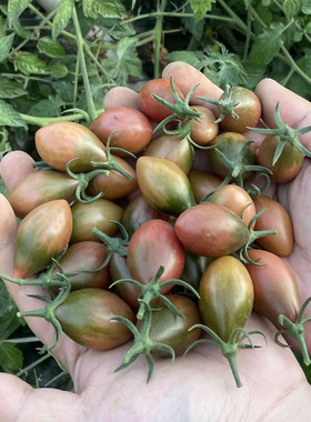 农家露天种植当季新鲜紫弹头迷彩小番茄脆甜爆汁圣女果孕妇水果