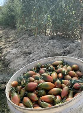广东汕尾自家本地露天种植新鲜紫弹头小番茄圣女果脆甜小西红柿