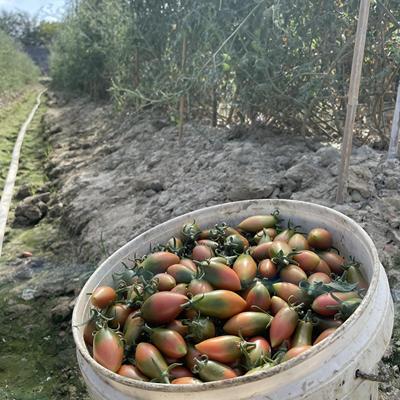 汕尾本地露天紫弹头小番茄
