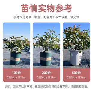 绒球门廊微型月季花苗四季开花多头勤花抗病阳台盆栽粉色包子型