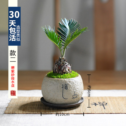 铁树苏铁迷你盆景盆栽四季常青中式禅意绿植室内茶室办公室好养
