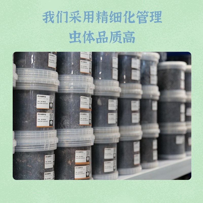 新品牧野虫社中国大锹昆虫活物独角仙甲虫宠物锹甲成虫幼虫中华大