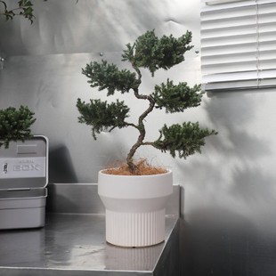 诗与自然迎客松盆景桌面盆栽办公室家庭室内绿植松树真树好养易活