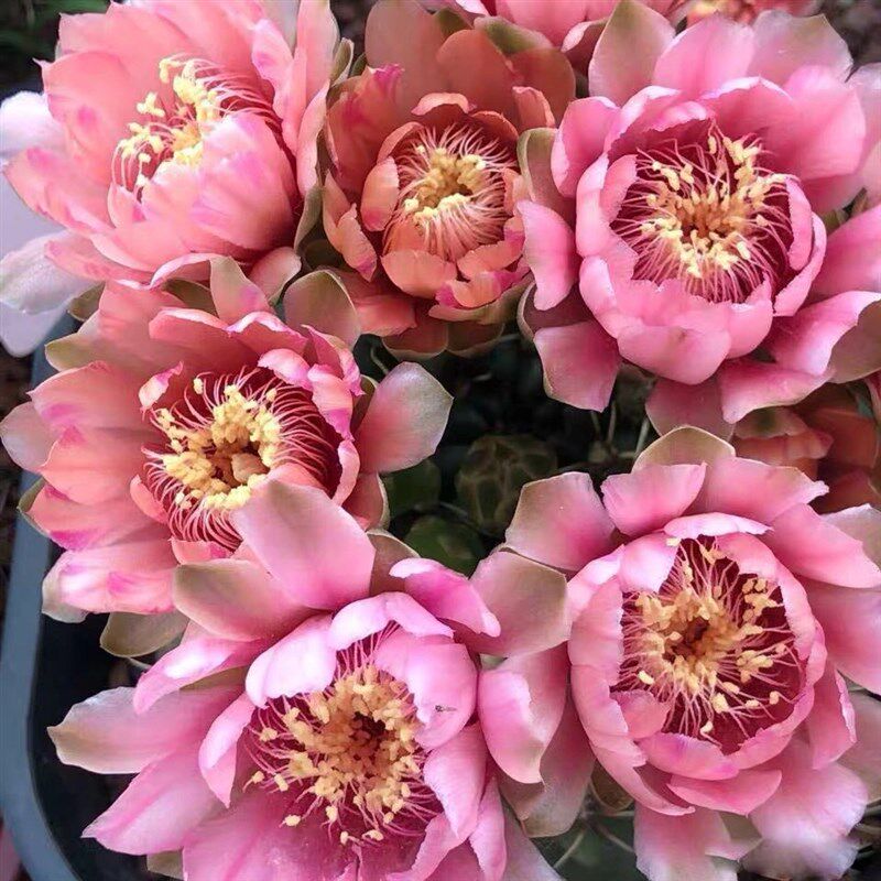 极速二十颗实生绯花玉小苗 菲花玉新手开花仙人球套餐多肉盆栽防