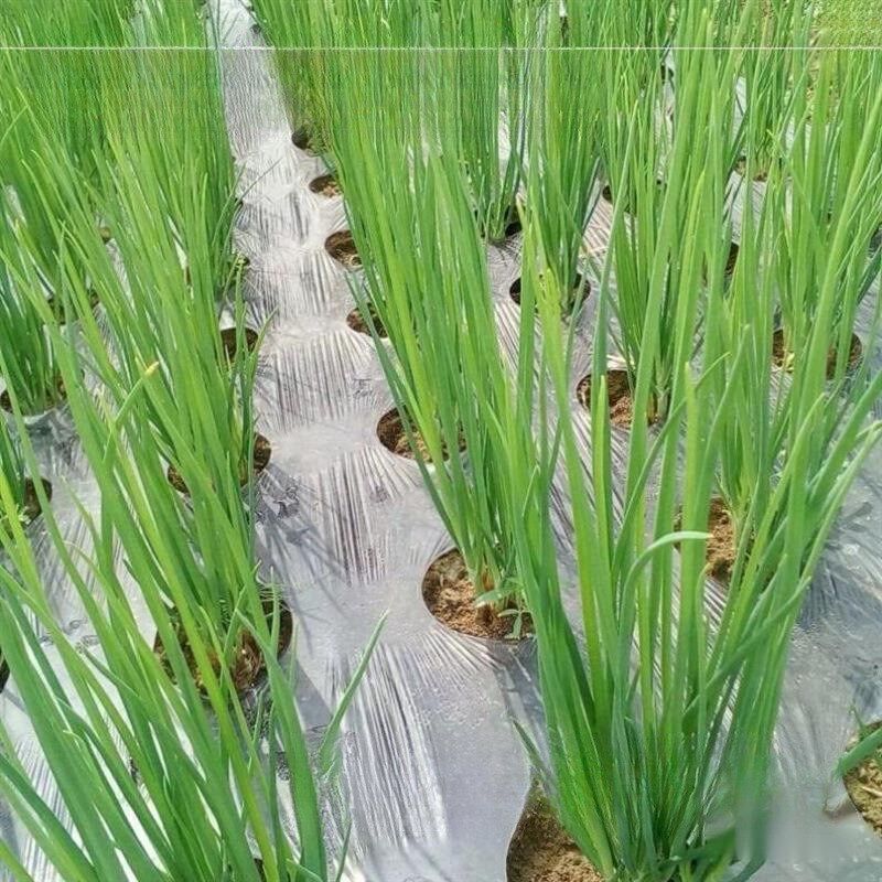 现货速发打孔地膜农用种植防菜地玉米地开孔带孔薄膜黑膜银黑地膜