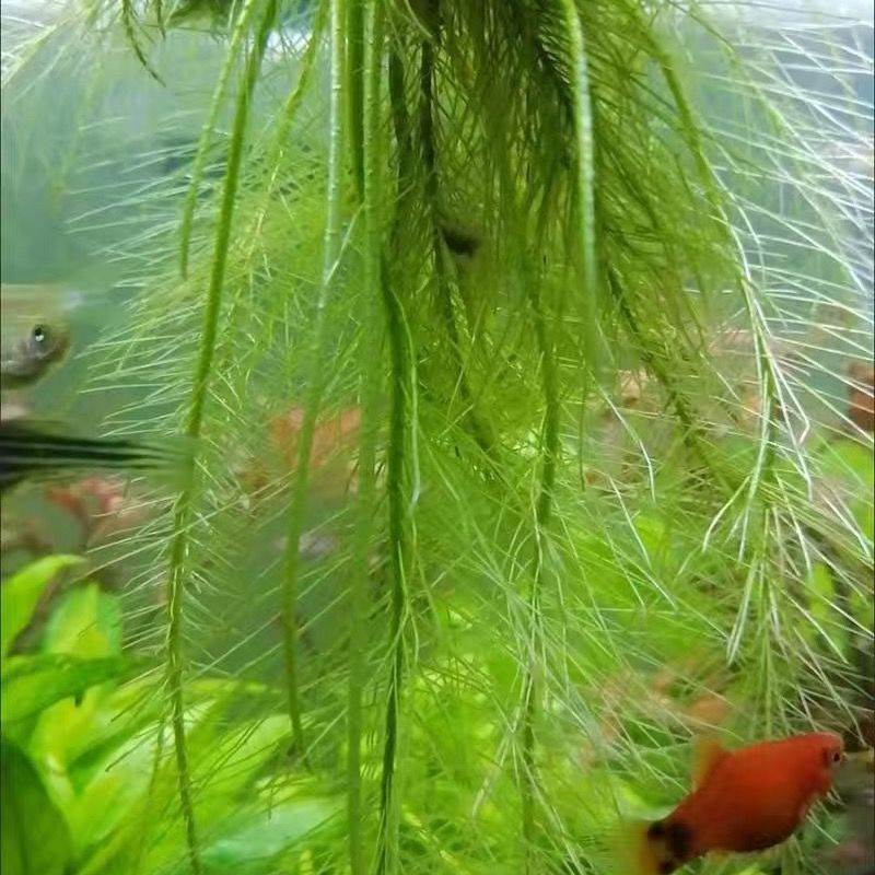 现货速发浮萍水草芙蓉萍净化水质水培绿植庭院办公室鱼虾龟缸造景